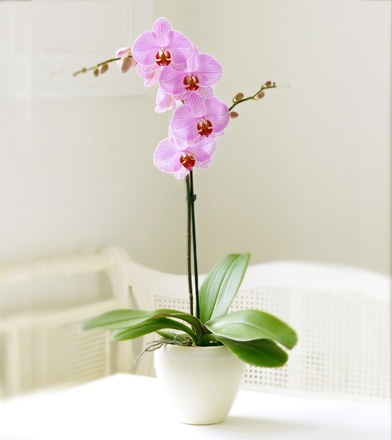 tekli pempe orkide